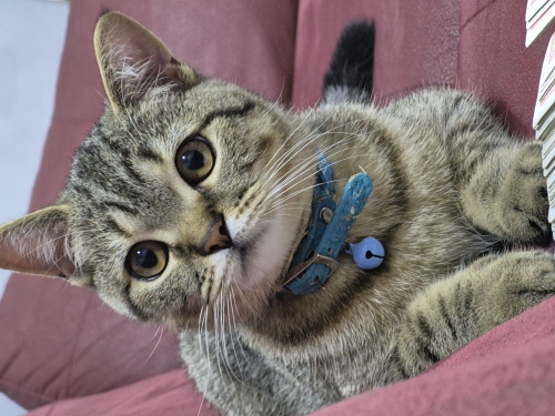 Oyun canlısı paşama ömürlük yuva arıyorum.. fotoğraf