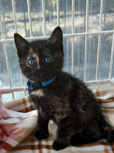 Minik Patiler Yuva Arıyor(1 erkek ,1 dişi) fotoğraf