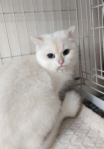 1 yaşında erkek kedimize sahip arıyoruz fotoğraf