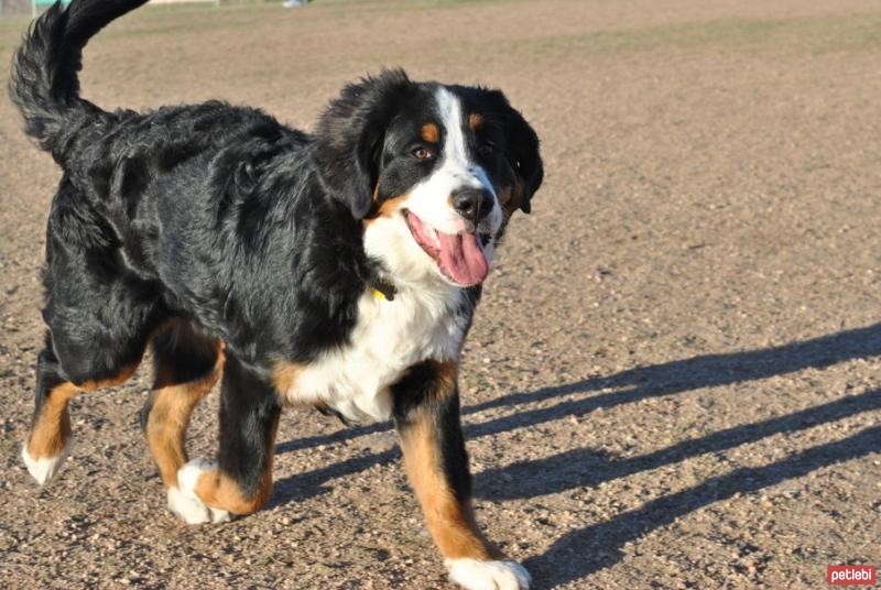 Bernese Dağ Köpeği Cinsi Köpek Özellikleri ve Bakımı