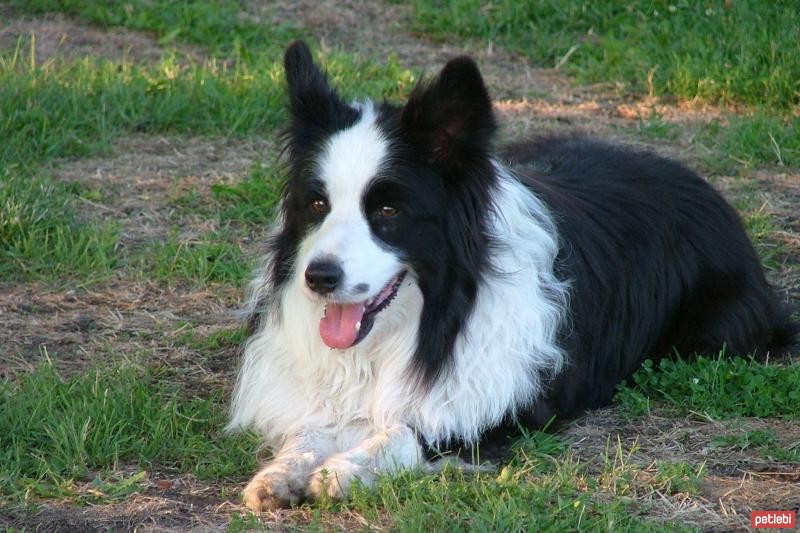Border Collie Cinsi Köpek Özellikleri ve Bakımı