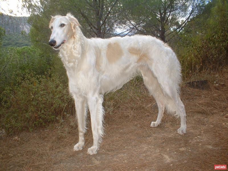Borzoi Cinsi Köpek Özellikleri ve Bakımı