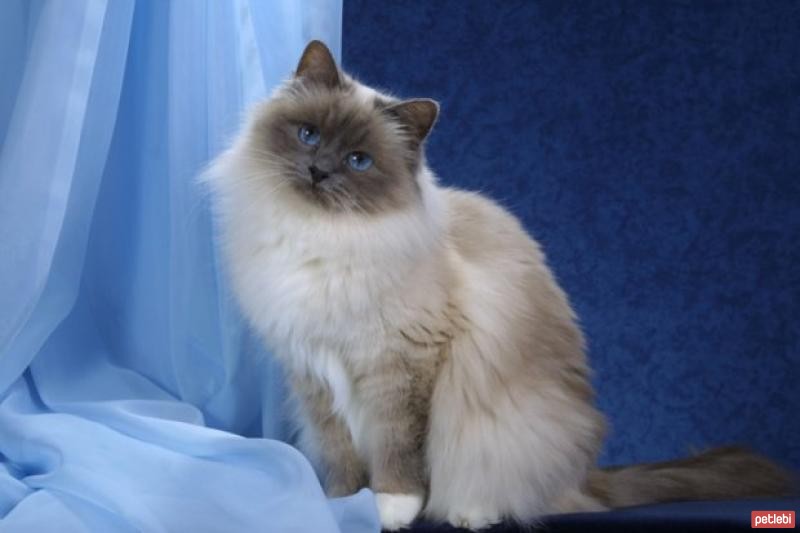 Birman Cinsi Kedi Özellikleri ve Bakımı
