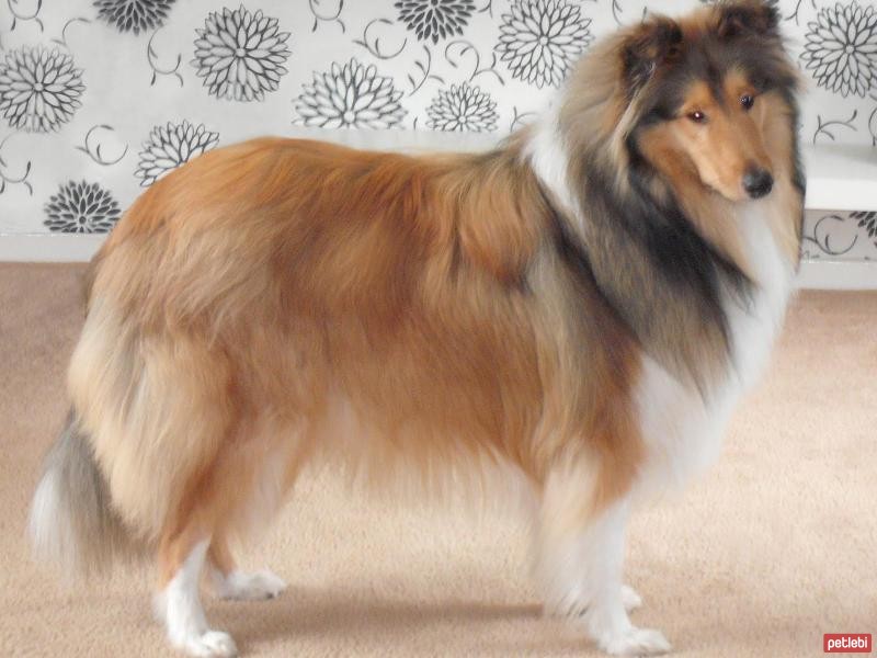 Collie Cinsi Köpek Özellikleri ve Bakımı