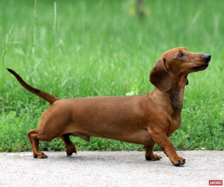 Dachshund (Sosis) Cinsi Köpek Özellikleri ve Bakımı