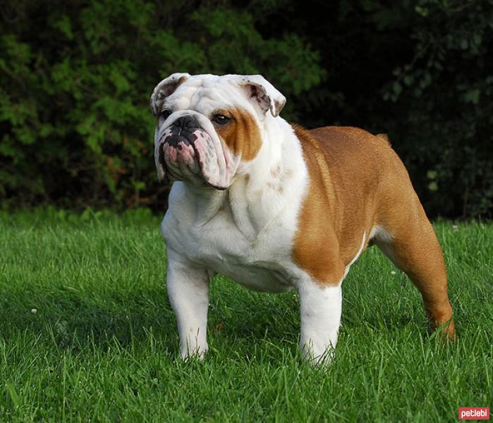 İngiliz Bulldog Cinsi Köpek Özellikleri ve Bakımı