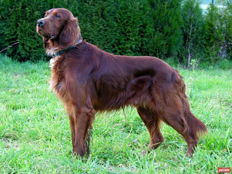 İrlandalı Setter Cinsi Köpek Özellikleri ve Bakımı