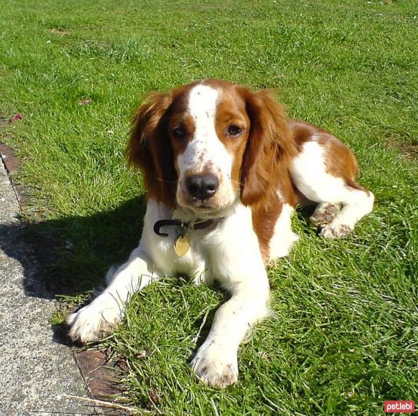 İngiliz Springer Spaniel