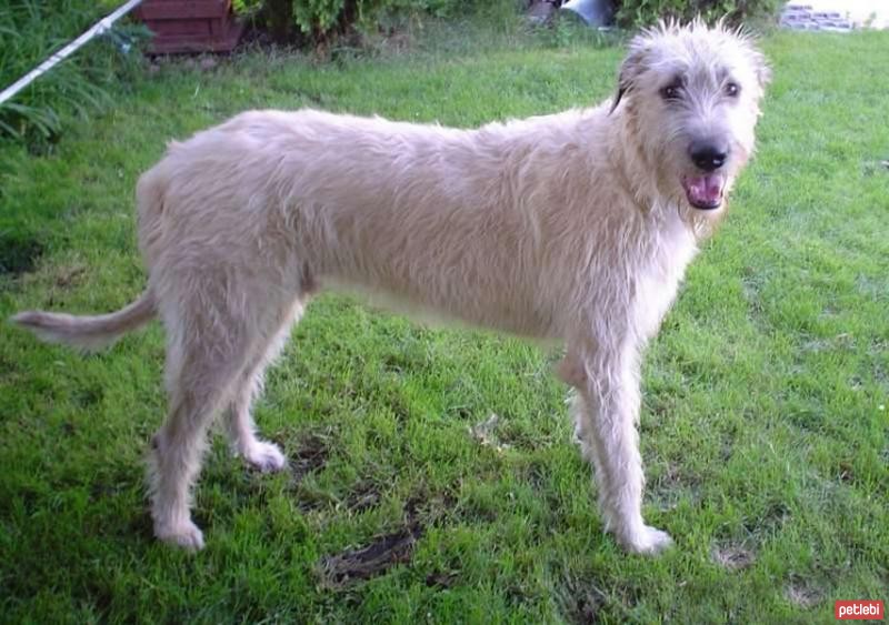 İrlandalı Kurt Tazısı Cinsi Köpek Özellikleri ve Bakımı