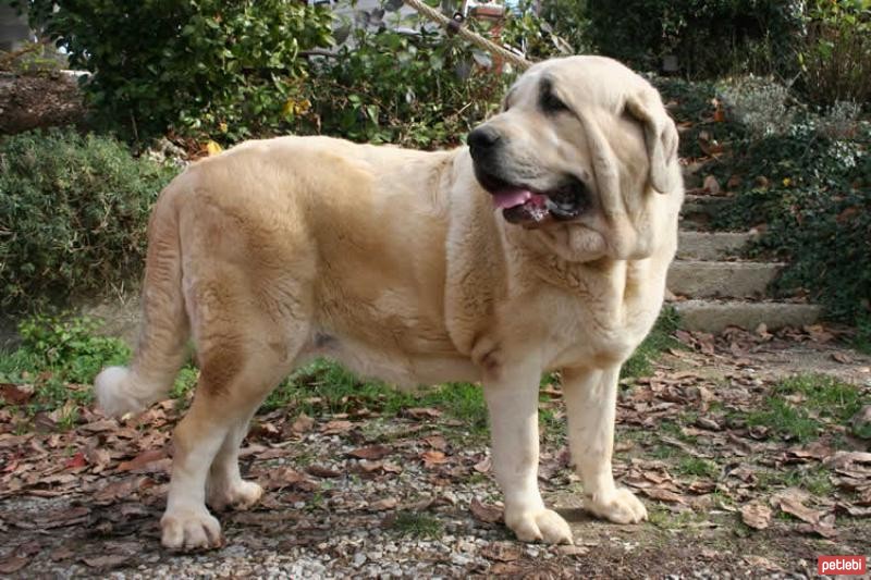 İspanyol Mastiff Cinsi Köpek Özellikleri ve Bakımı