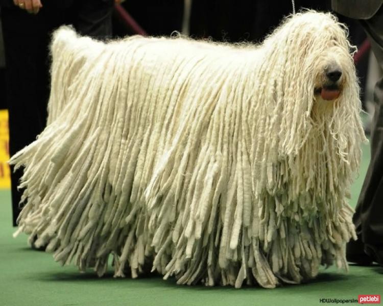 Komondor Cinsi Köpek Özellikleri ve Bakımı