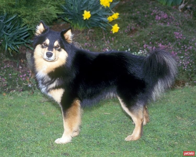 Lapphund Cinsi Köpek Özellikleri ve Bakımı