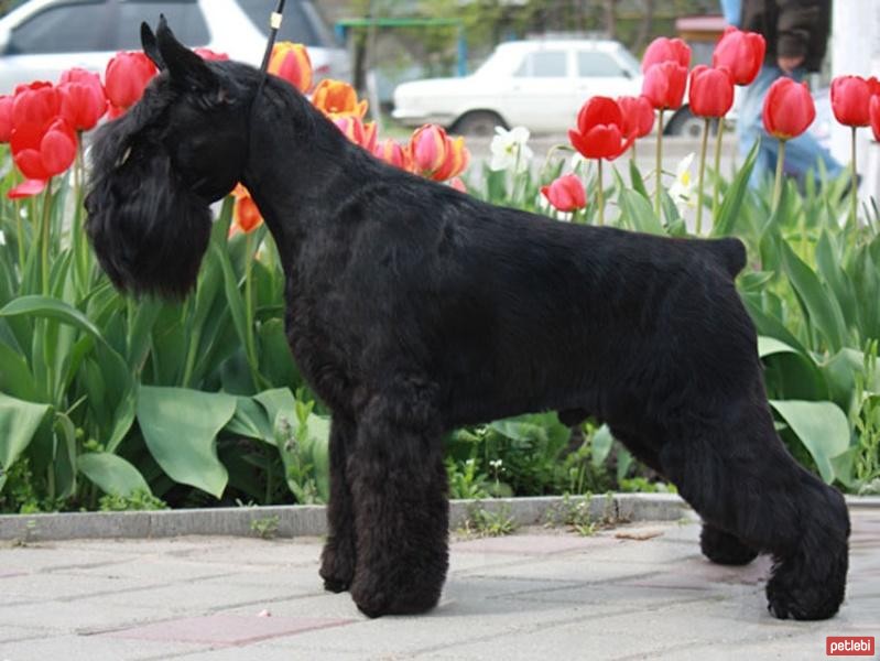Minyatür Schnauzer Cinsi Köpek Özellikleri ve Bakımı