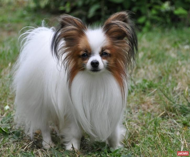 papillon köpek özellikleri