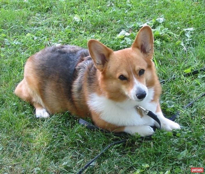 Pembroke Welsh Corgi