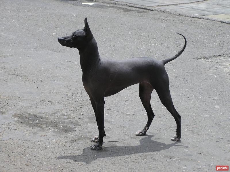 Peru Tüysüz Köpeği Cinsi Köpek Özellikleri ve Bakımı