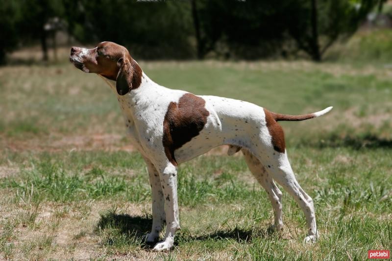 Pointer Cinsi Köpek Özellikleri ve Bakımı