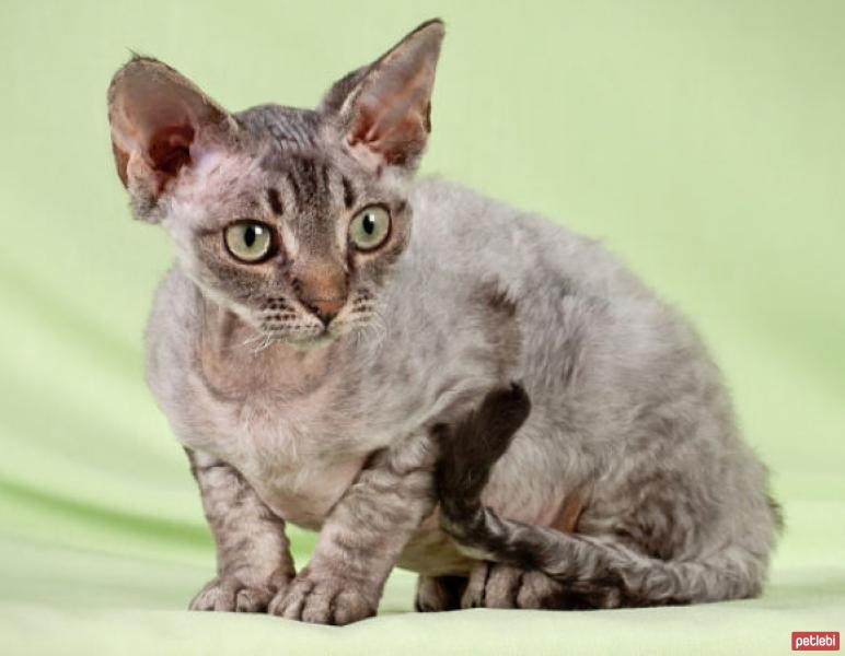 Devon Rex Cinsi Kedi Özellikleri ve Bakımı