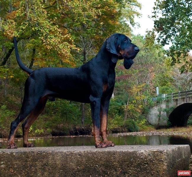 Siyah ve Açık Kahverengi Rakun Tazısı Cinsi Köpek Özellikleri ve Bakımı