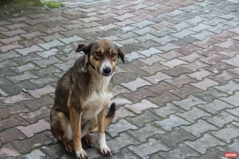 sokak köpeği ile ilgili görsel sonucu