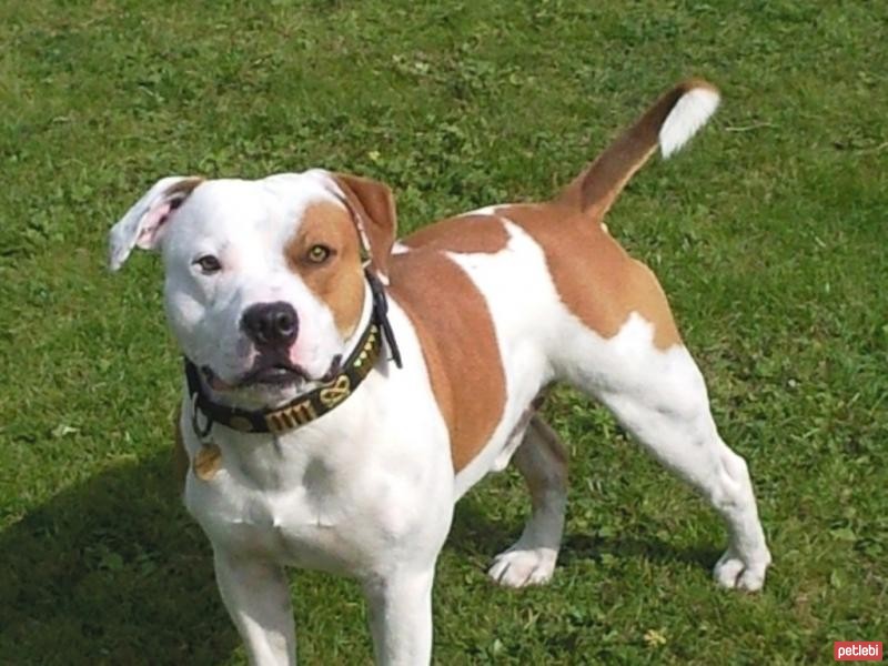Staffordshire Bull Terrier Cinsi Köpek Özellikleri ve Bakımı