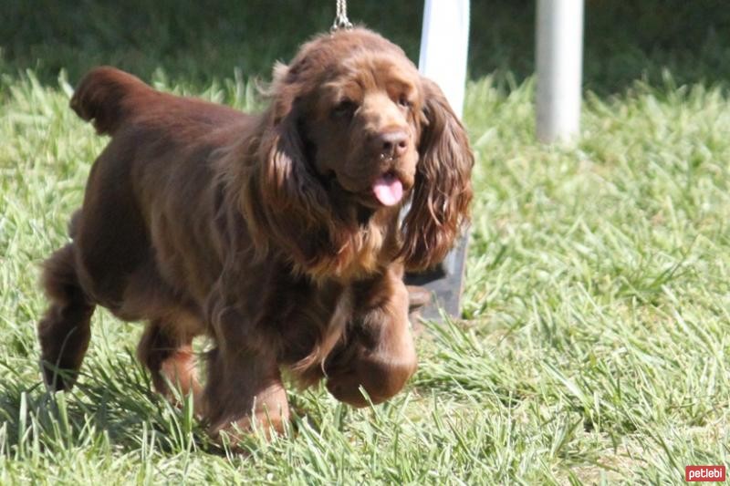 Sussex Spanieli Cinsi Köpek Özellikleri ve Bakımı