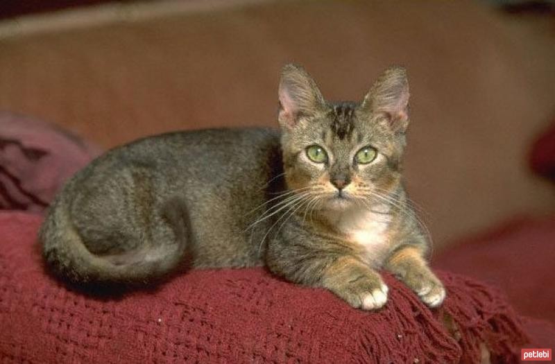 Munchkin Cinsi Kedi Özellikleri ve Bakımı