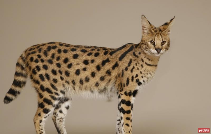 Savannah Cinsi Kedi Özellikleri ve Bakımı