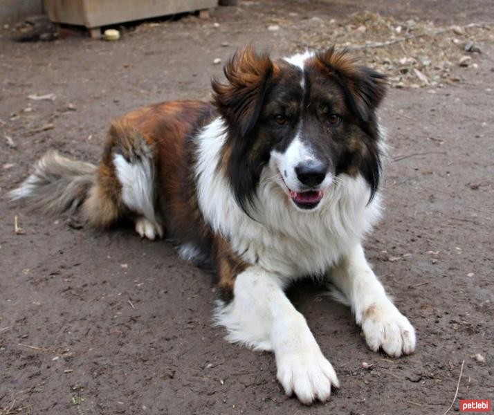 Aidi Cinsi Köpek Özellikleri ve Bakımı