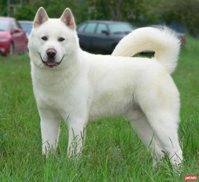 Akita İnu Cinsi Köpek Özellikleri ve Bakımı