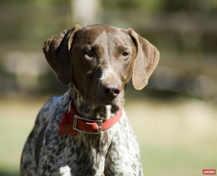 Alman Kısa Tüylü Pointer Cinsi Köpek Özellikleri ve Bakımı