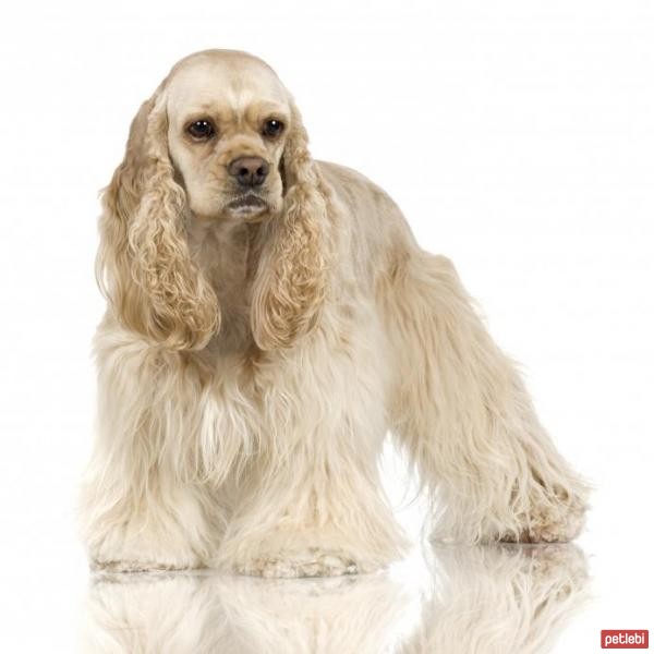 Amerikan Cocker Spaniel Cinsi Köpek Özellikleri ve Bakımı