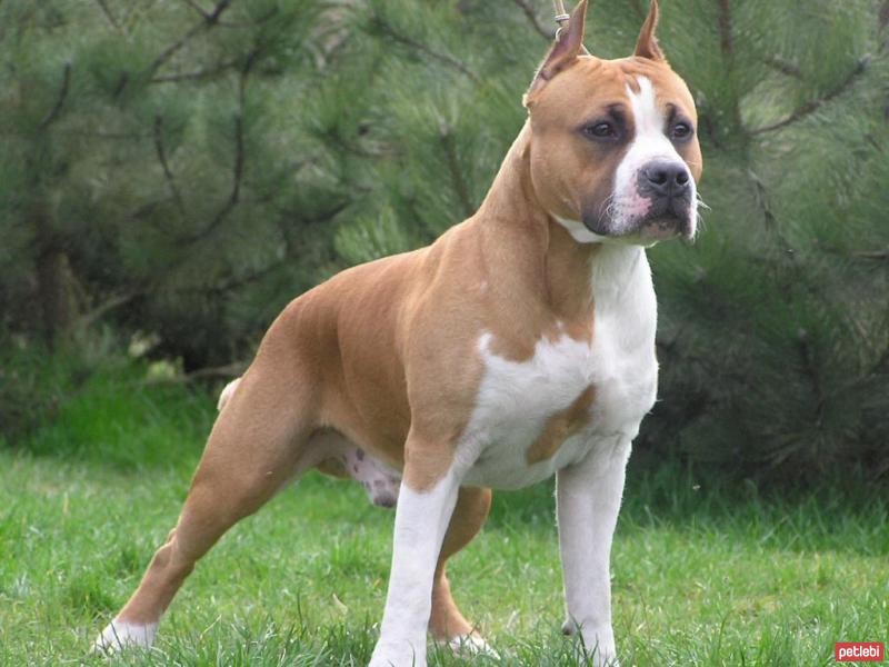 Amerikan Pitbull Terrier