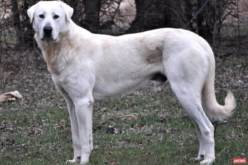 köpek yeni sahibine nasıl alışır