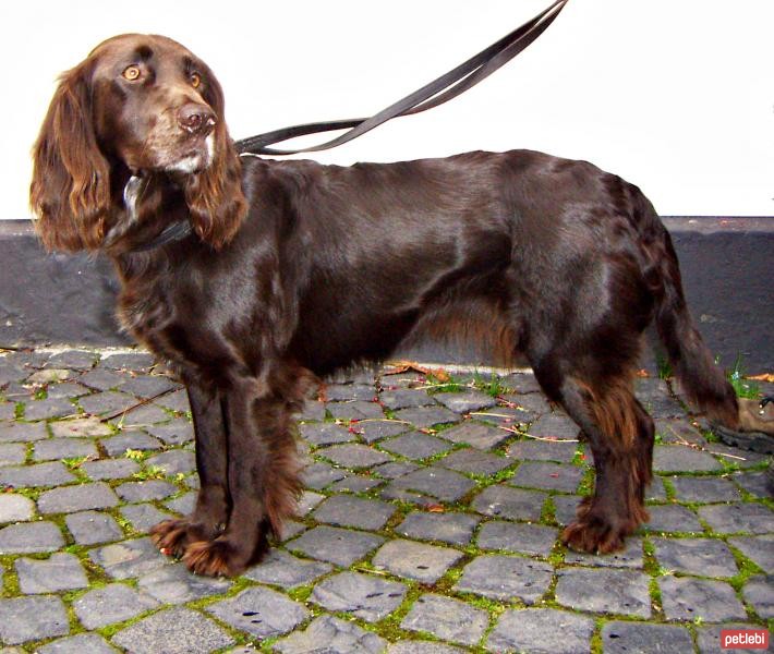 Alman Spanieli Cinsi Köpek Özellikleri ve Bakımı