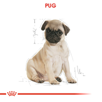 Royal Canin Pug Junior Yavru Köpek Maması 1,5kg