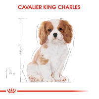 Royal Canin Puppy Cavalier King Charles Yavru Köpek Maması 1,5kg
