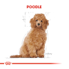 Royal Canin Puppy Poodle Caniche Yavru Köpek Maması 3kg