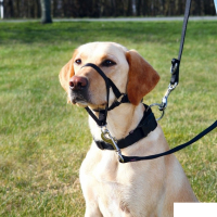 Trixie Uzman Köpek Eğitim Tasması 31cm [L]