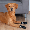 Trixie Kaymaz Tabanlı Köpek Çorabı (2'li) [XL]