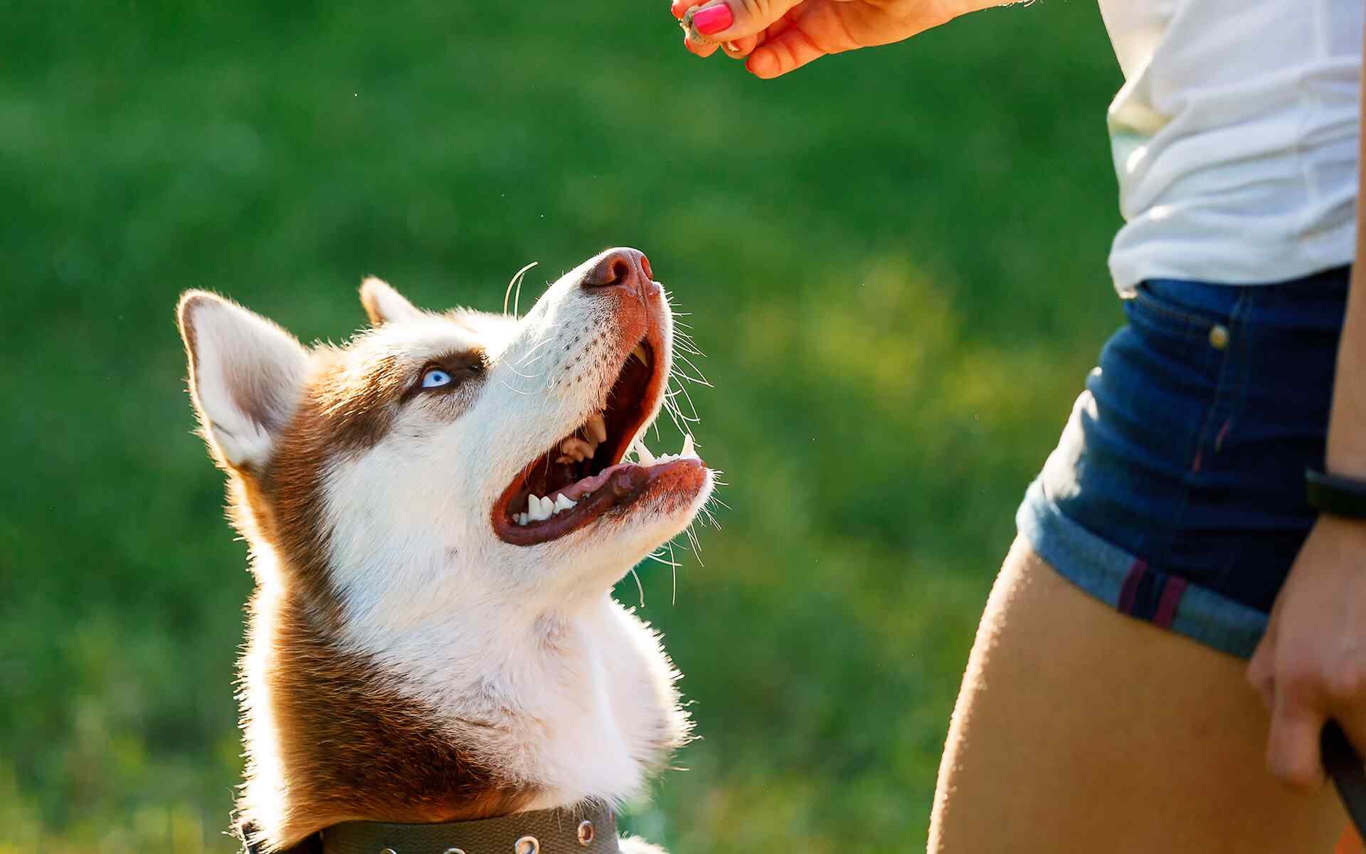 sahibinden ödül maması alan husky ırkı köpek