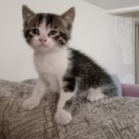 k624083 kullanıcısının #110856 peti