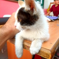 allende kullanıcısının #111636 peti