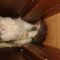 Dog_lovecat kullanıcısının #1796 peti