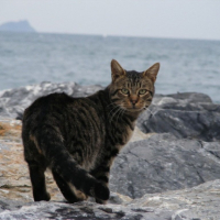 necmetinkara kullanıcısının #22245 peti