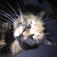 Ali_kp_kd_bk kullanıcısının #23098 peti