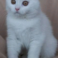 Mervuralim kullanıcısının #23838 peti