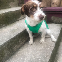 fatihbaha kullanıcısının #26607 peti