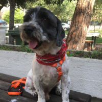 aliyedkoclar kullanıcısının #30361 peti