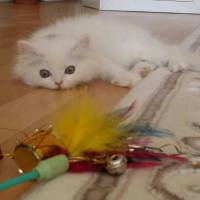 seri04 kullanıcısının #3535 peti